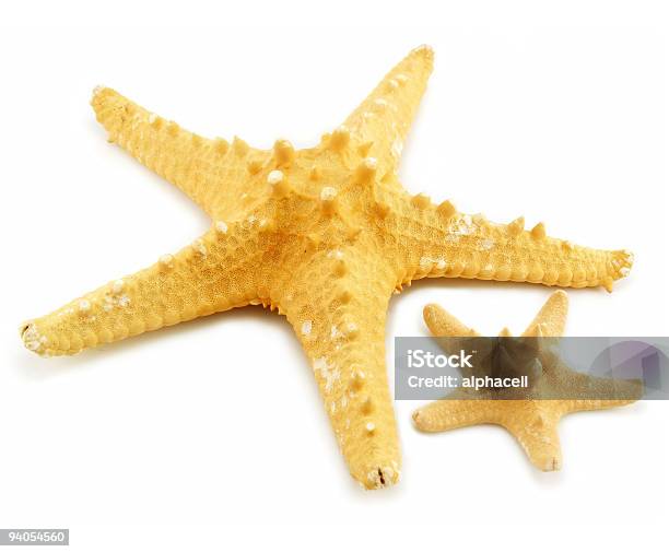 Due Stelle Marine Isolato - Fotografie stock e altre immagini di A forma di stella - A forma di stella, Animale, Bianco