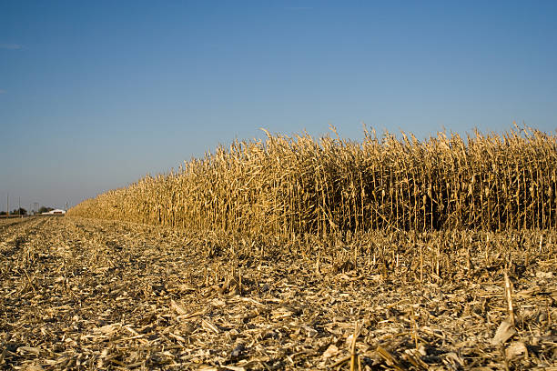 Corn field under harvest stock photo