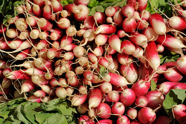 radish stock photo