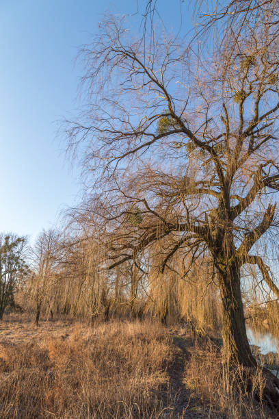 istock December landscape with trees and river aged grass and a sunny weather. 940551862