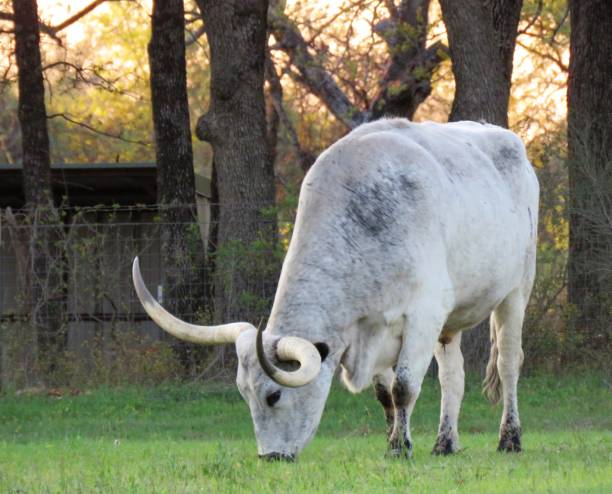 белый техас лонгхорн быка выпаса - bull texas longhorn cattle horned white стоковые фото и изображения