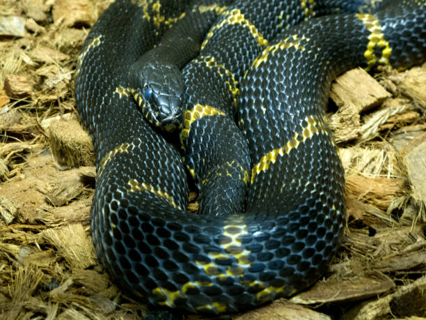 istock Close-up Head of Reptile. 940554946