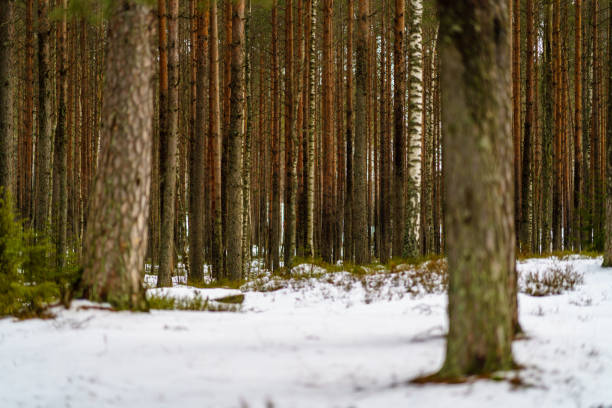winter rural scene with snow and tree trunks in cold weather. sunny day in forest