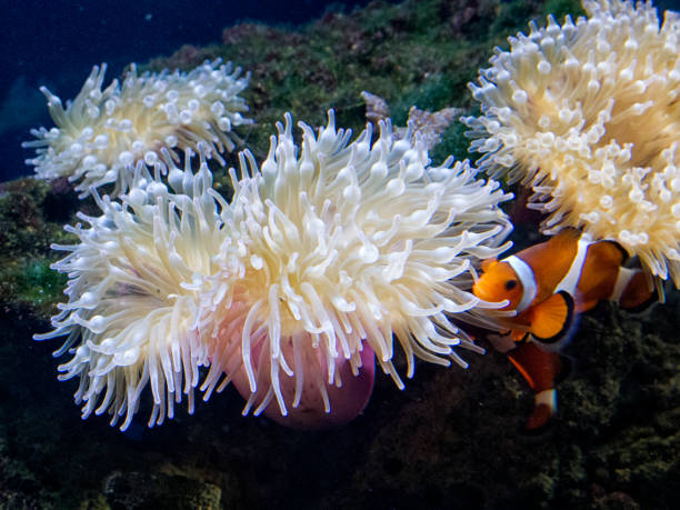 istock Aquarium colorful fishes. 940560330