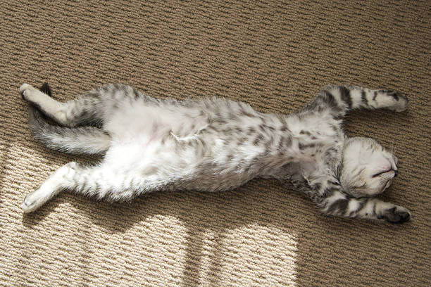 adorabile gattino dorme argento gatto soriano teso - lying on back foto e immagini stock