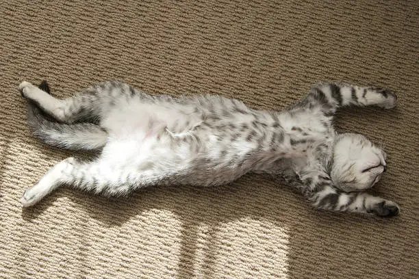Photo of Adorable silver tabby kitten sleeping stretched out