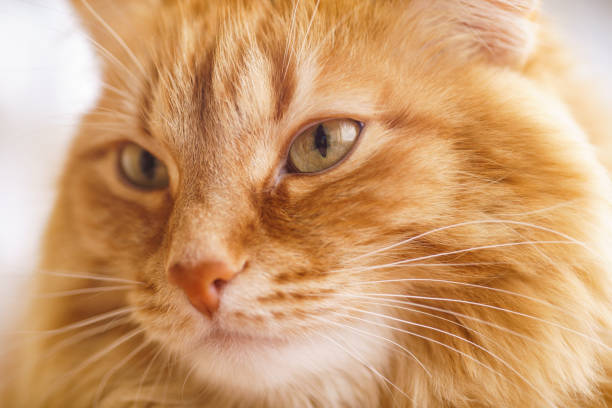 istock Brown Cat, Red Male Cat, Ginger Cat 940565208