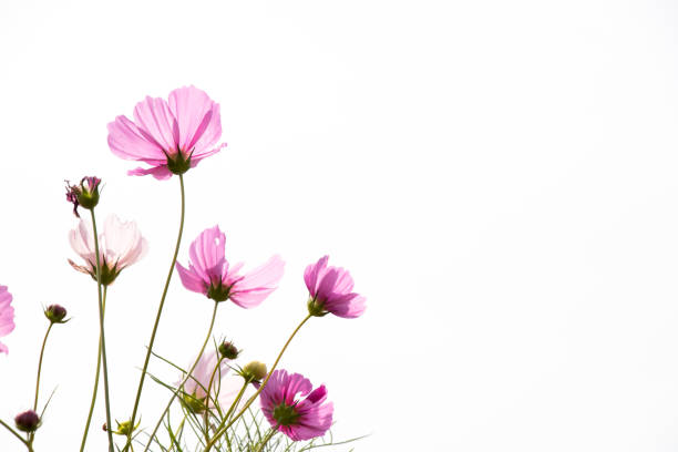 istock Beautiful pink color cosmos flower on white sky background 940569610