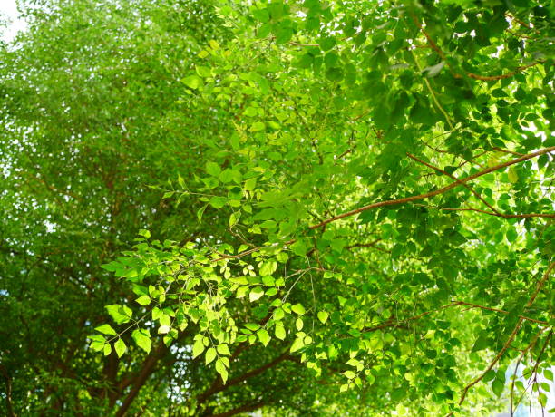 木の枝と葉緑 - leaf beech leaf green branch ストックフォトと画像