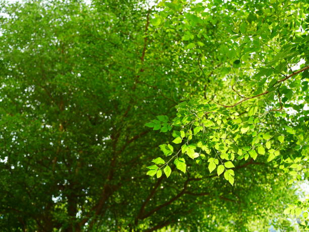 木の枝と葉緑 - leaf beech leaf green branch ストックフォトと画像