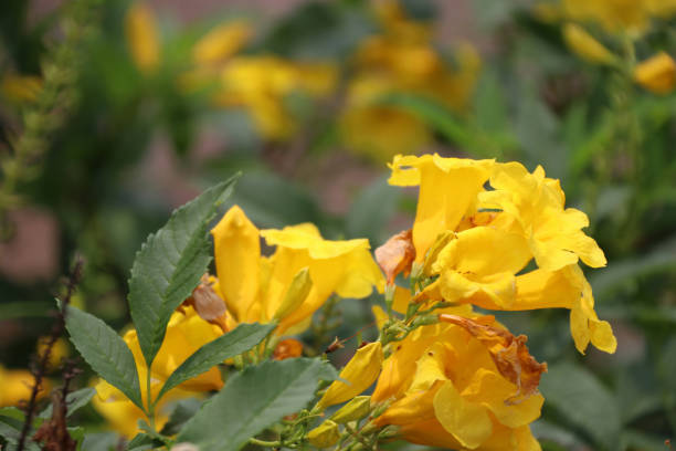 istock Yellow oleander or Cascabela thevetia on the tree. 940576276