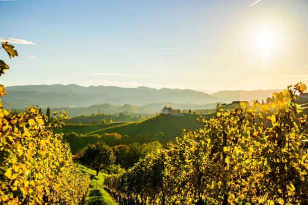 istock Autumn in southern Styria vineyard 940576572