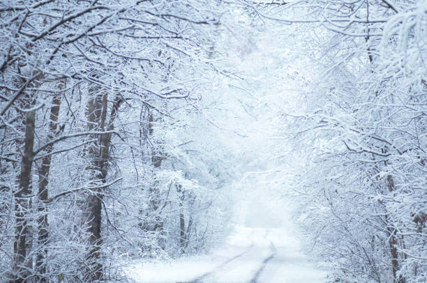 istock Frosty winter landscape in snowy forest 940576668