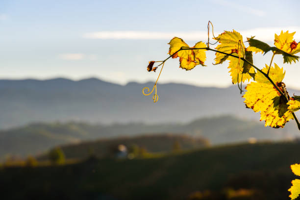Autumn in southern styria. Vineyard fields country in austria Sunset.