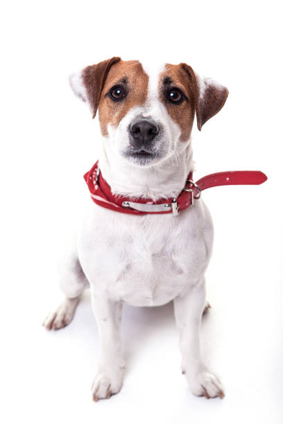 istock Jack Russell Terrier sitting  and loking at the camera. 940577716