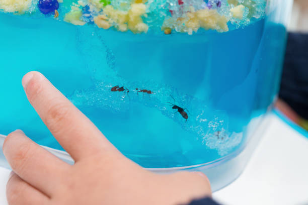 istock kid looking at a transparent container with ant working in a tunnel 940582270