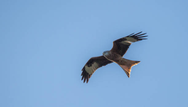 istock Red Kite soaring the skies 940582524