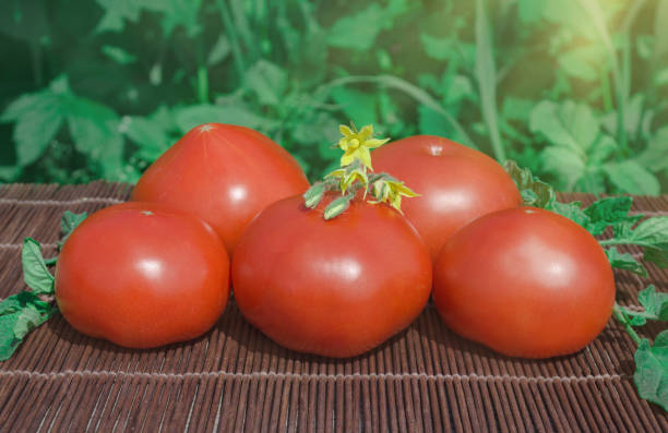 istock Fresh red tomatoes on old rustic wooden background outdoors. 940582538