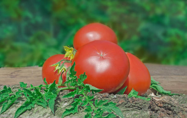 istock Fresh red tomatoes on wooden background. 940582780