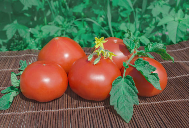 istock Fresh red tomatoes on old rustic wooden background outdoors. 940582948