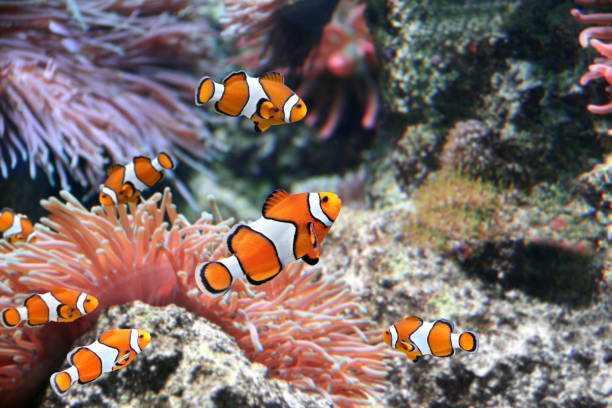 istock Sea anemone and clown fish 940586050