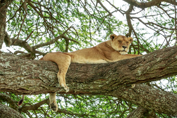 istock An African masai lioness resting up on an Acacia tree. 940586110