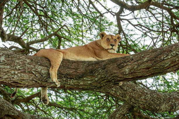istock An African masai lioness resting up on an Acacia tree. 940586114