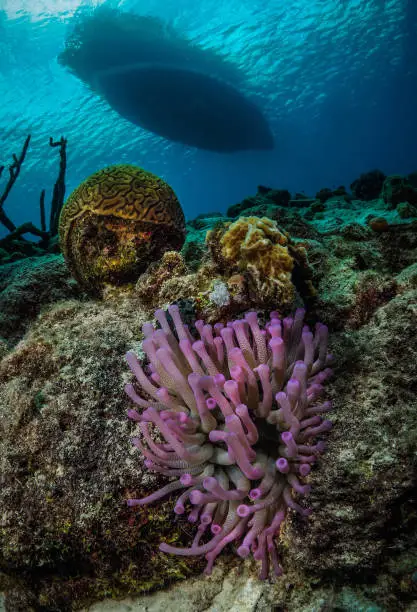 Sea anemone with a boat in the background and corals.