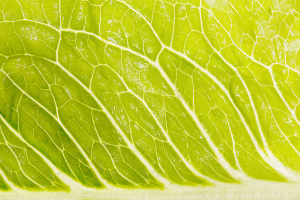 incredibile insalata verde chiaro in dimensioni allargate - nature close up full frame macro foto e immagini stock