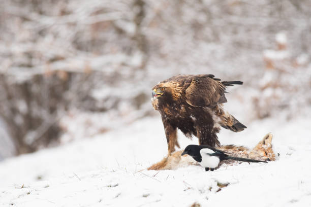 istock Young Golden Eagle portrait in natural habitat with killed fox. 940588034