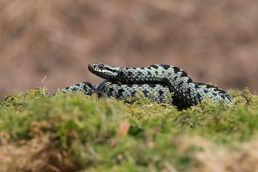 Common European Viper basking on green moss