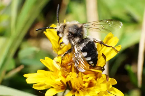 Macro of the Caucasian striped bee of the genus Anthophora and the species Melecta albifrons collecting nectar on a yellow dandelion in the foothills of the Caucasus