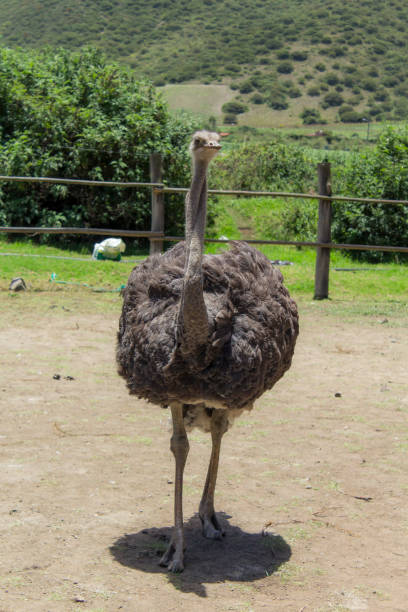 vue d’un groupe d’autruches alimentation - young bird beak feather ostrich photos et images de collection