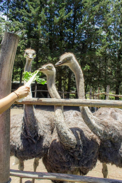 istock View of a group of ostriches feeding 940594470