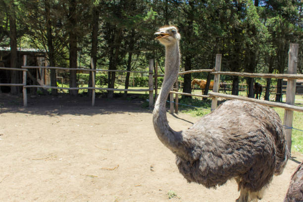 vue d’un groupe d’autruches alimentation - young bird beak feather ostrich photos et images de collection