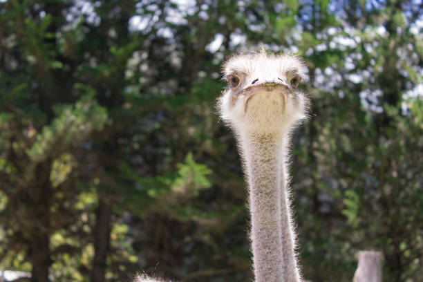 vue d’un groupe d’autruches alimentation - young bird beak feather ostrich photos et images de collection