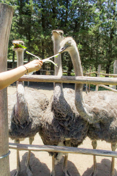 istock View of a group of ostriches feeding 940594680
