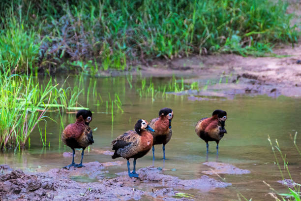 istock Four White Faced Whistling Ducks at Water Hole 940594700