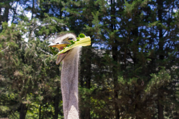 vue d’un groupe d’autruches alimentation - young bird beak feather ostrich photos et images de collection