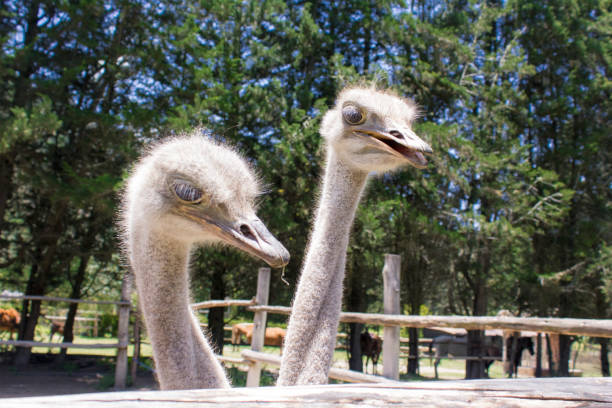 vue d’un groupe d’autruches alimentation - young bird beak feather ostrich photos et images de collection