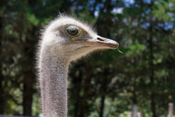 vue d’un groupe d’autruches alimentation - young bird beak feather ostrich photos et images de collection