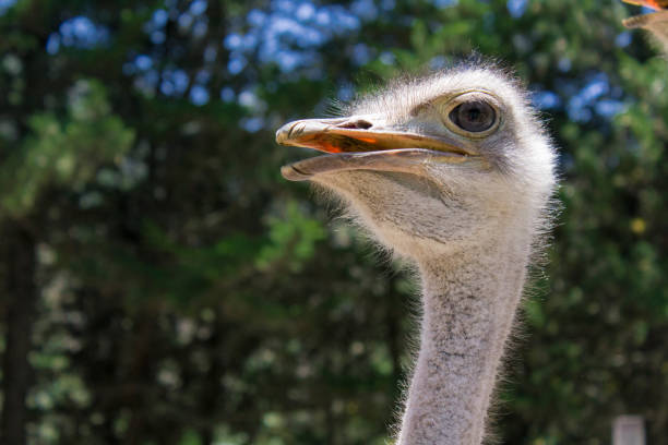 vue d’un groupe d’autruches alimentation - young bird beak feather ostrich photos et images de collection