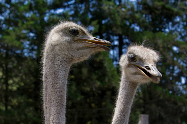 vue d’un groupe d’autruches alimentation - young bird beak feather ostrich photos et images de collection