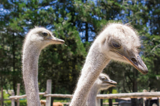 vue d’un groupe d’autruches alimentation - young bird beak feather ostrich photos et images de collection