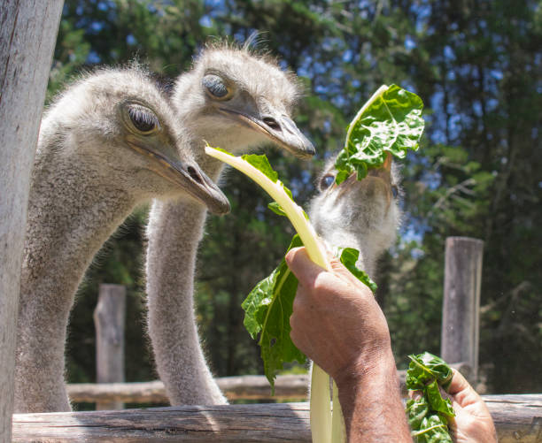 vue d’un groupe d’autruches alimentation - young bird beak feather ostrich photos et images de collection