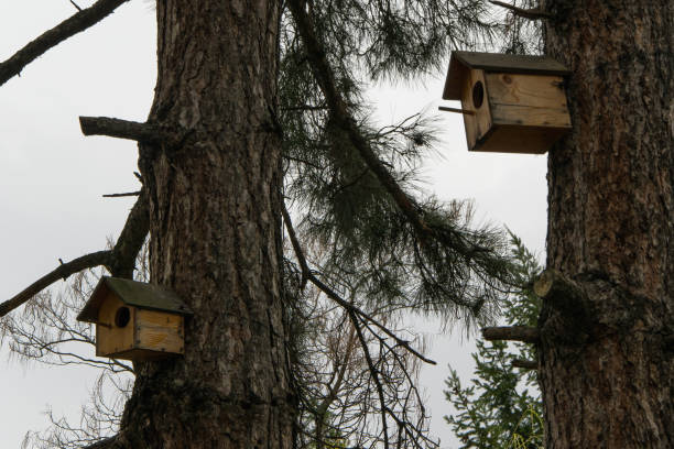 pequenas casas de madeira para pássaros na árvore, conceito - cuidados para aves selvagens, previu-se um pássaro fazer seu ninho em - birdhouse birds nest animal nest house - fotografias e filmes do acervo