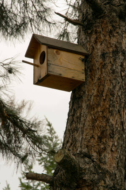 pequena casa de madeira para pássaros na árvore, conceito - cuidados para aves selvagens, previu-se um pássaro fazer seu ninho em - birdhouse birds nest animal nest house - fotografias e filmes do acervo