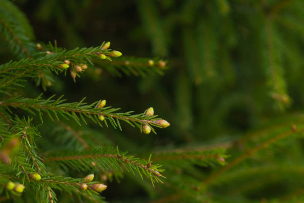 istock green prickly branches of a fur-tree or pine.New cones on the pine. 940599392