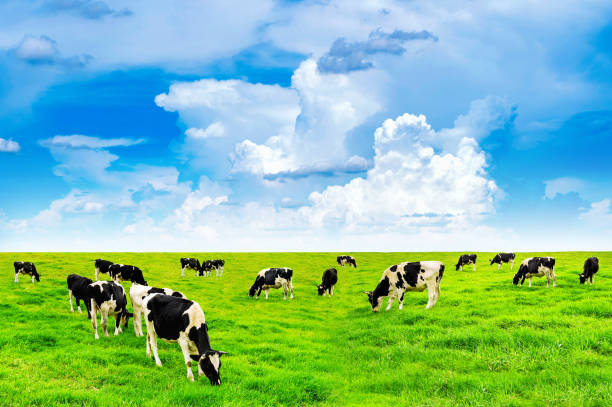 istock Cows on a green field and blue sky. 940599850
