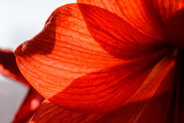 Orange Lily flowers, Lilium is a genus of herbaceous flowering plants growing from bulbs, all with large prominent flowers. Shot at Howrah, West Bengal, India